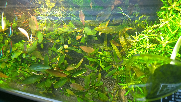 入門第一個設立的水草缸分享