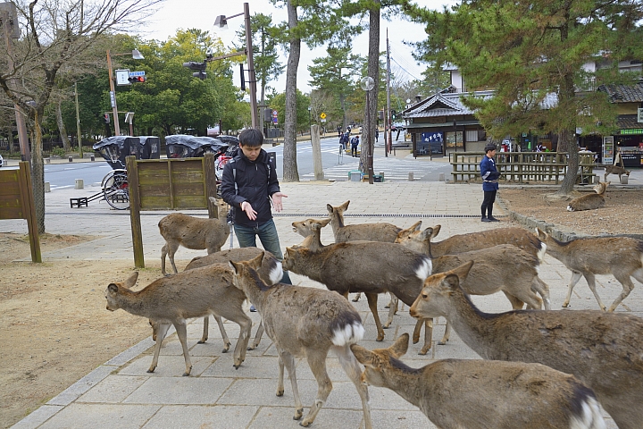 2015京阪奈之旅