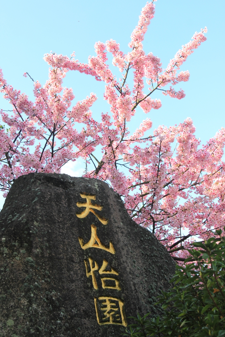 {新北市淡水區}  天元宮櫻花祭-2015.01.29