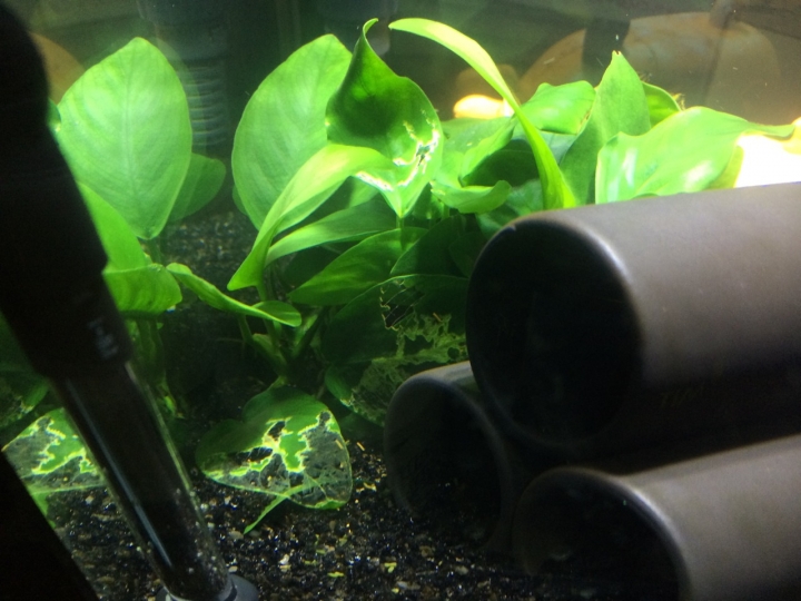 水族箱-斑馬螺與水草