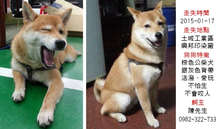 1月17號土城工業區柴犬走失懇請幫忙尋找