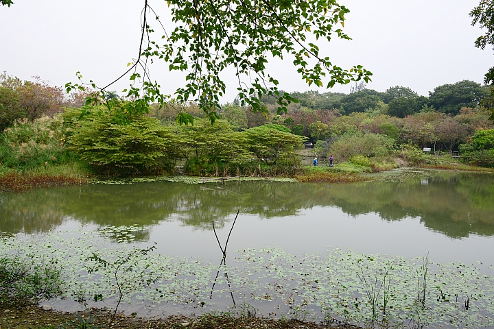 帶爸媽長庚健檢，等待時刻到旁邊鳥松濕地平靜一上午。