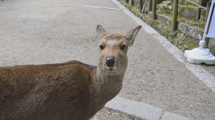 2015京阪奈之旅