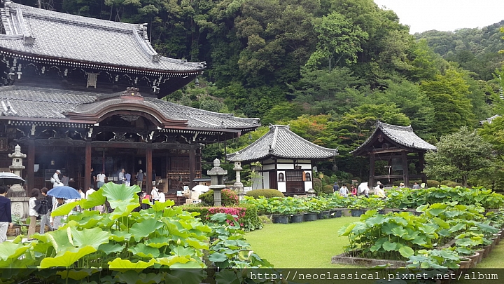三室戶寺的紫陽花