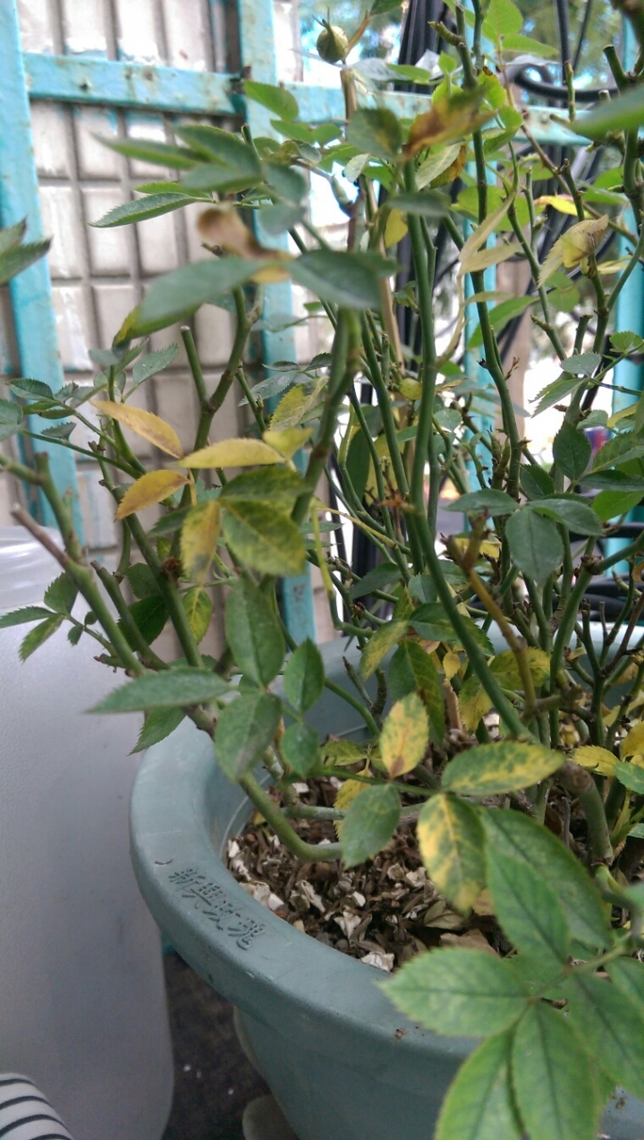 請問有種玫瑰花的大大