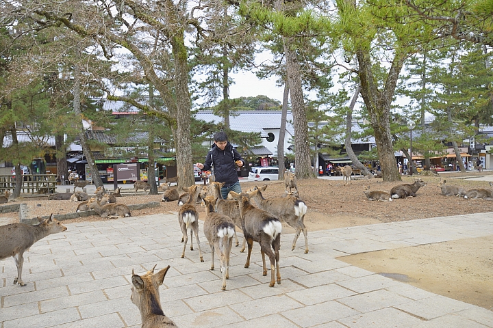 2015京阪奈之旅