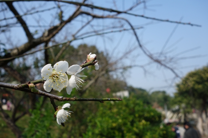 嘉義梅山，三十六彎輕旅行，