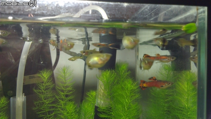 感覺我的魚縮水了