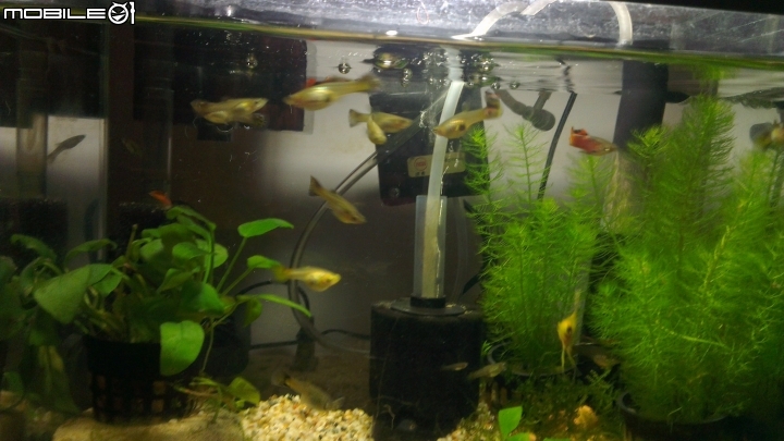感覺我的魚縮水了