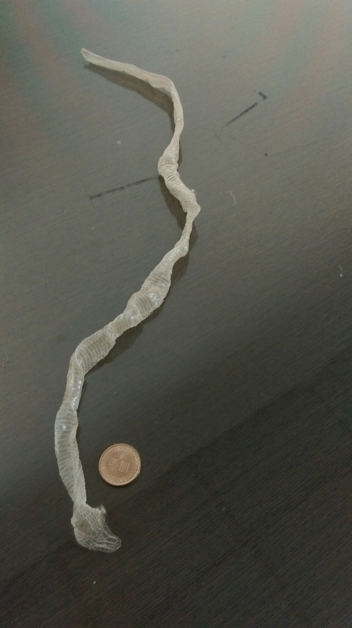 家裡出現蛇皮..
