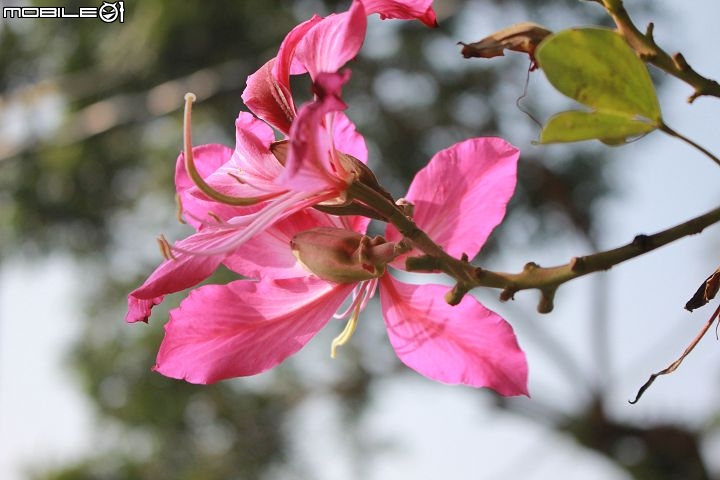 Ford好友默契出遊去-梅嶺賞梅去
