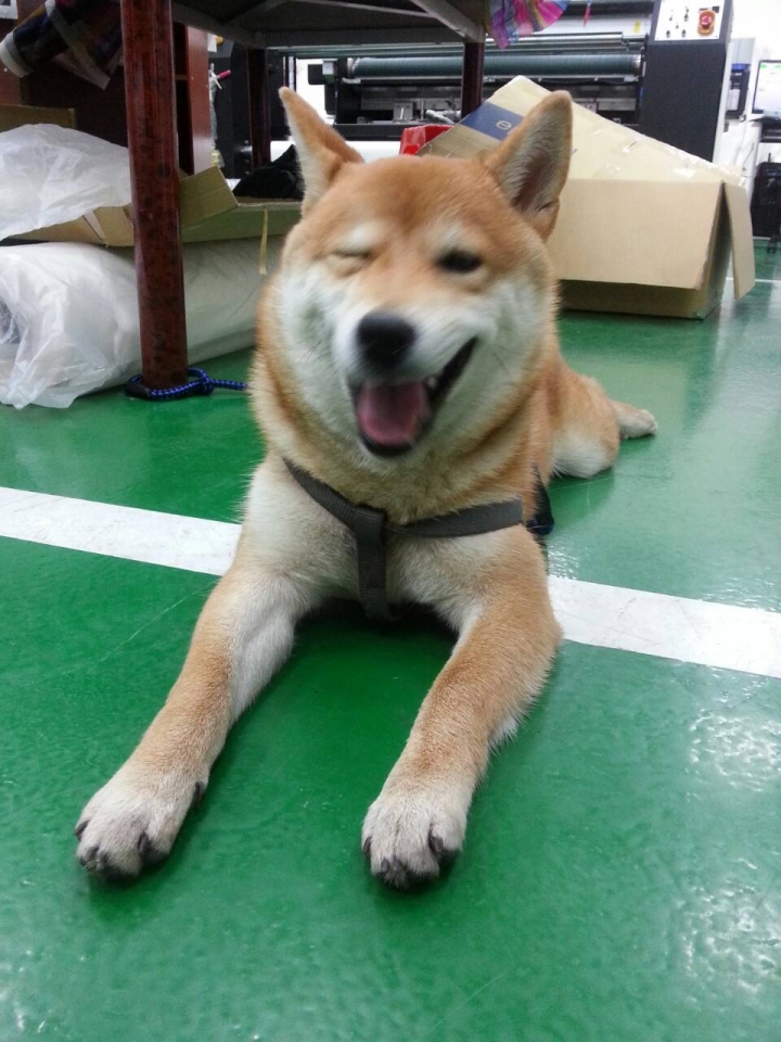 1月17號土城工業區柴犬走失懇請幫忙尋找
