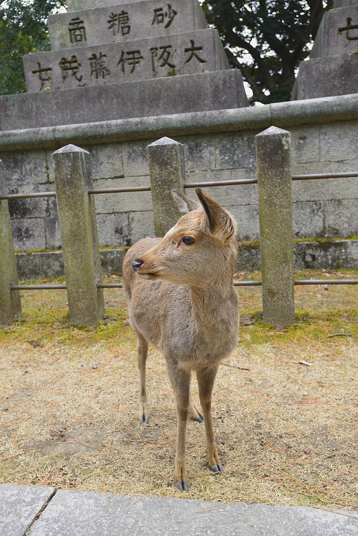 2015京阪奈之旅