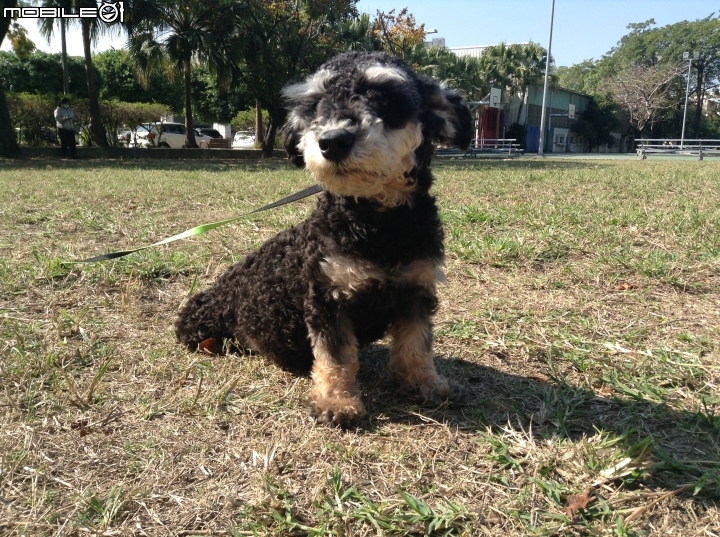 台中拾獲一隻女生混貴賓