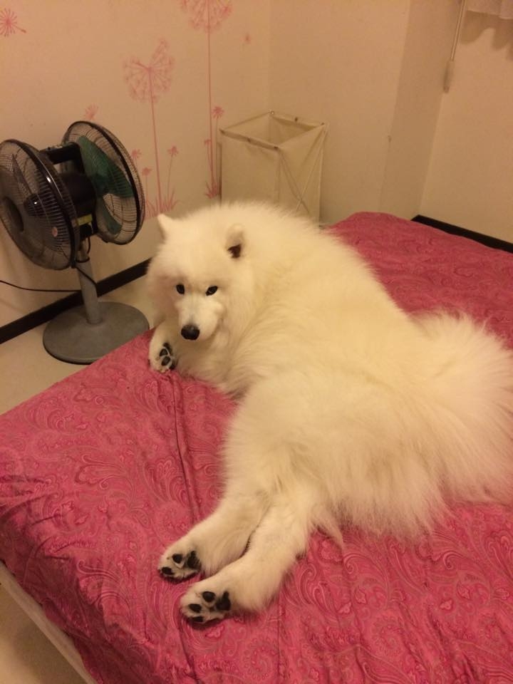 想要有兔女郎的感覺