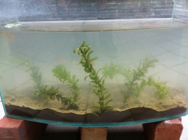 水蘊草種植