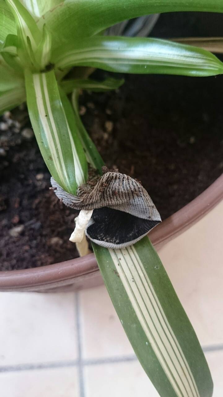 盆栽長出怪東西.....好像異形！