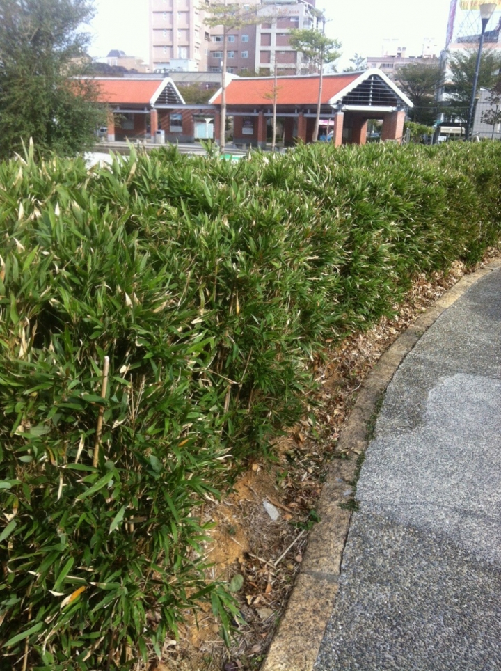 請問這是什麼竹子?