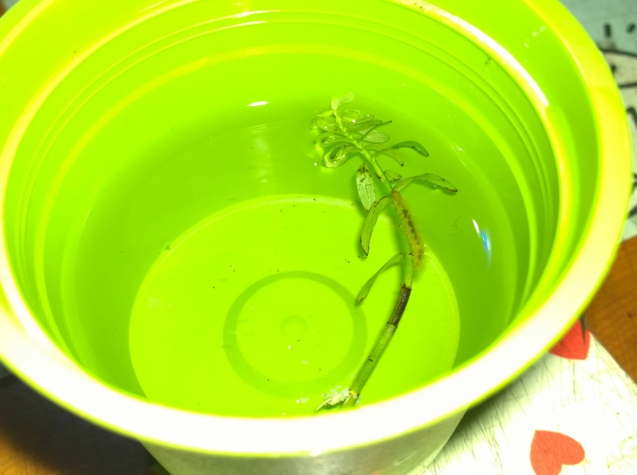 今天睡醒發現魚缸裡有毛毛蟲，想夾出來還會跑給我追！！請問她是哪位