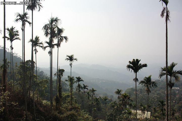 Ford好友默契出遊去-梅嶺賞梅去