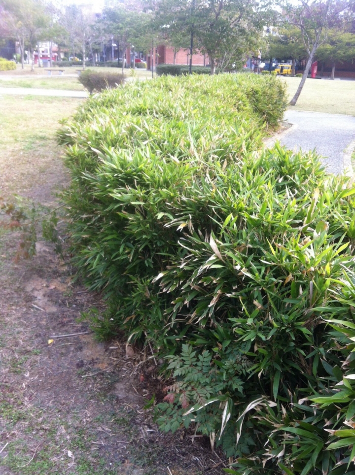 請問這是什麼竹子?