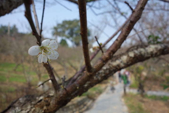 嘉義梅山，三十六彎輕旅行，