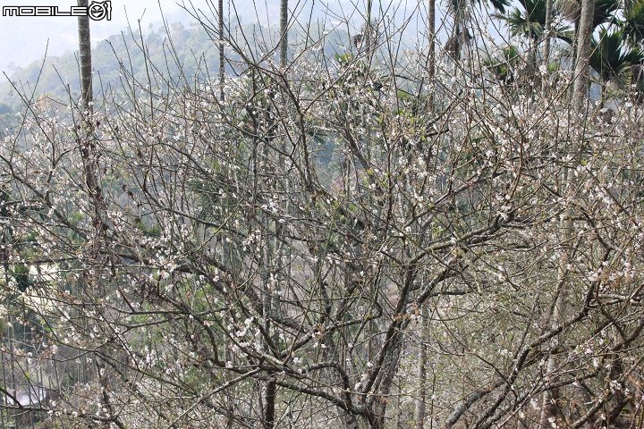 Ford好友默契出遊去-梅嶺賞梅去