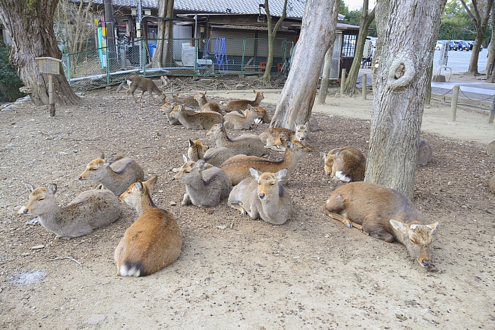 2015京阪奈之旅