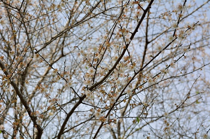 20150119 桃園復興鄉基國派老教堂 + 蔣公慈湖 一日遊