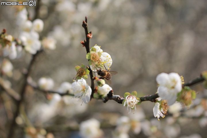 Ford好友默契出遊去-梅嶺賞梅去
