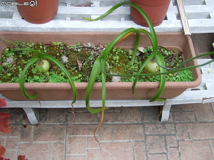 請問這開花的植物名稱, 謝謝... (已解決)