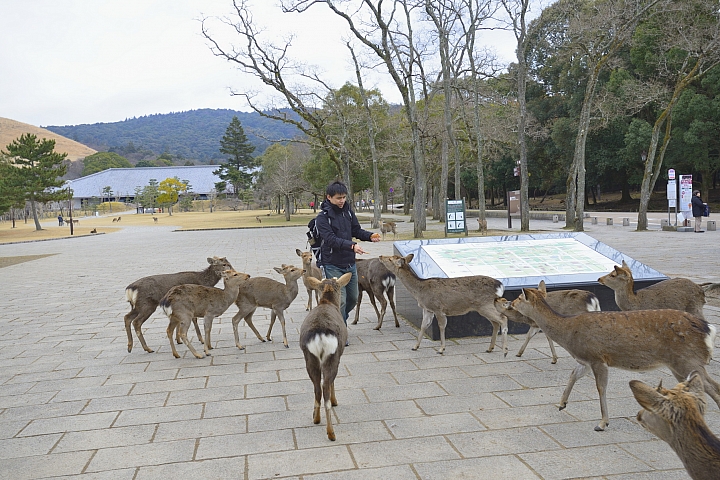 2015京阪奈之旅