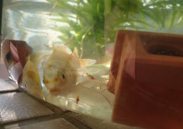 蒸餾水瓶 DIY 迷你魚菜共生系統 Mini Aquaponics
