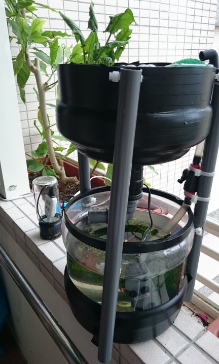 蒸餾水瓶 DIY 迷你魚菜共生系統 Mini Aquaponics