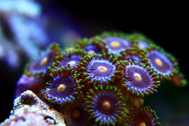 2尺海水缸