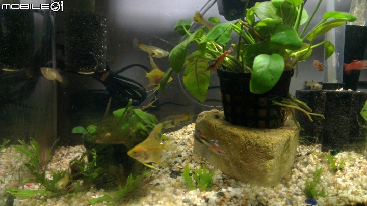 感覺我的魚縮水了