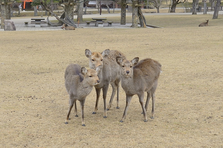 2015京阪奈之旅