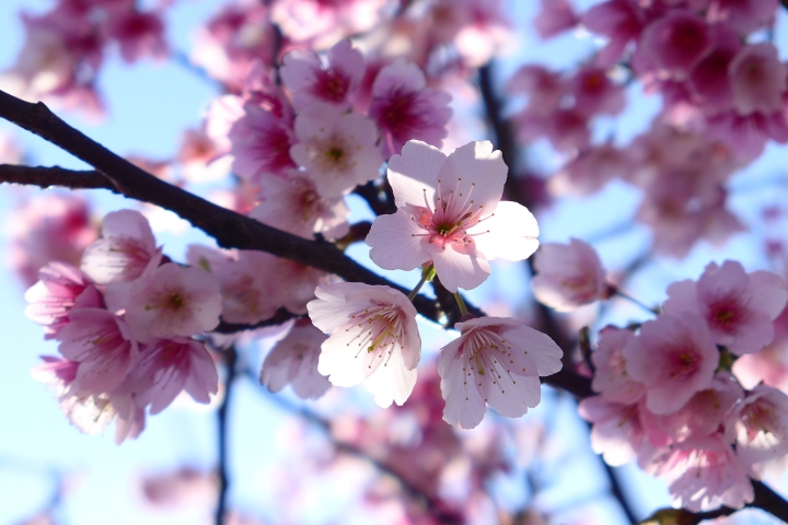 升級 Canon 70D