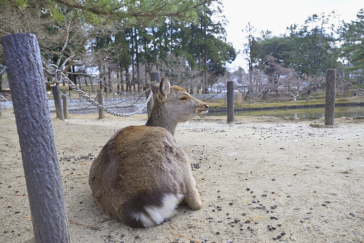2015京阪奈之旅