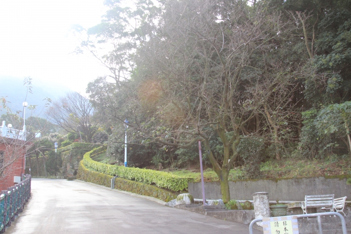 {新北市淡水區}  天元宮櫻花祭-2015.01.29