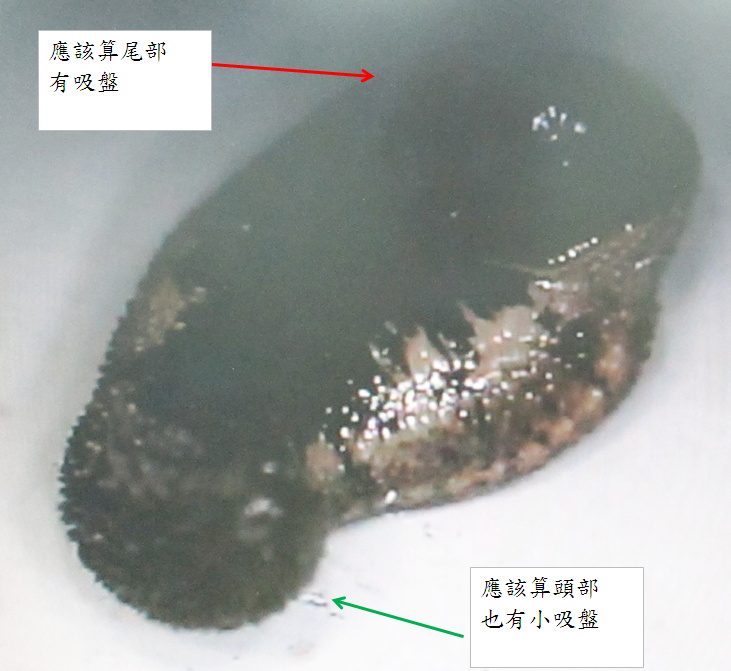 這是什麼不明的小生物