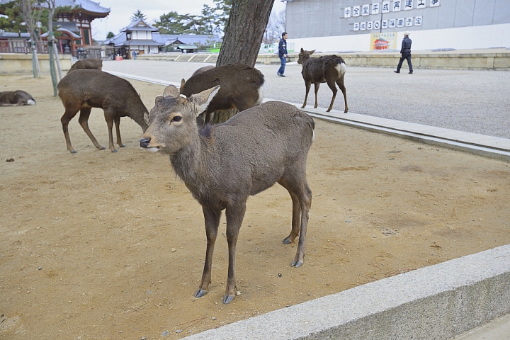 2015京阪奈之旅