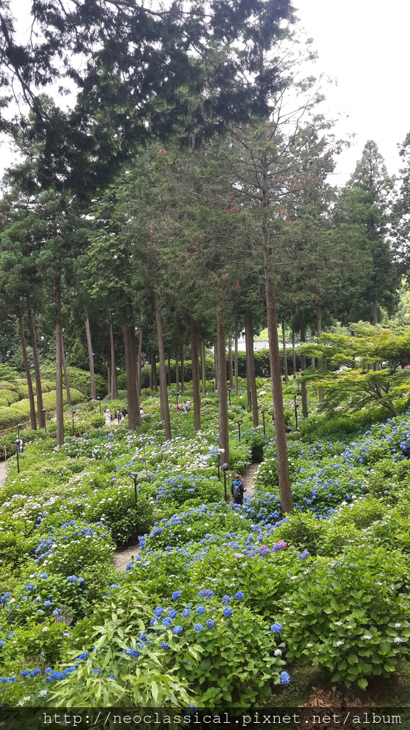 三室戶寺的紫陽花