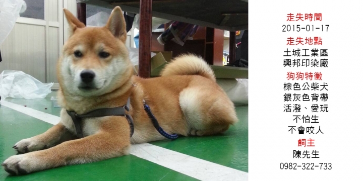 1月17號土城工業區柴犬走失懇請幫忙尋找