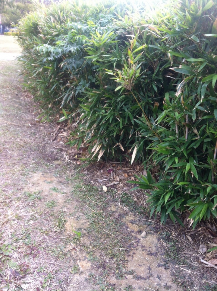 請問這是什麼竹子?