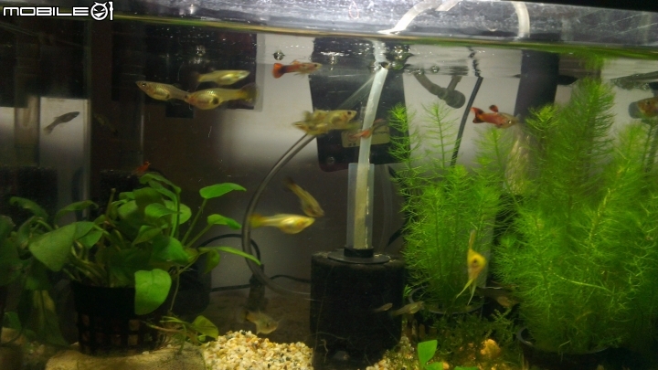 感覺我的魚縮水了