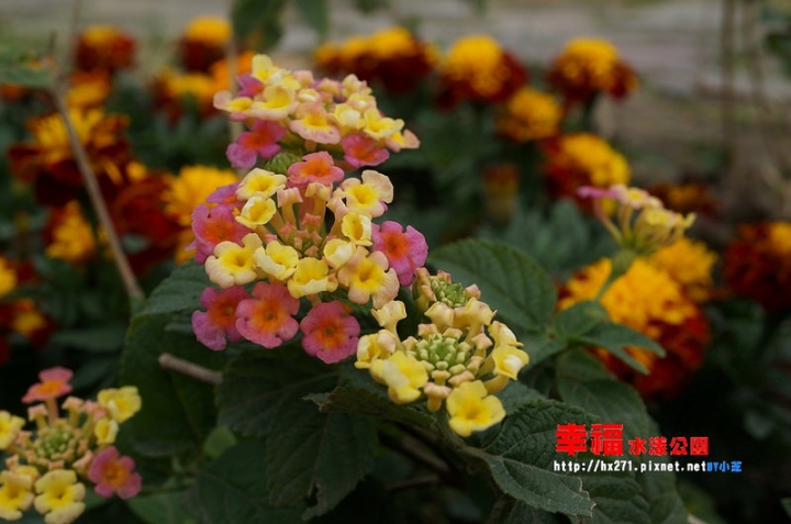 【台北景點】2015.1.17花況三重幸福水漾公園(大台北都會公園) 攝影師別來！快門停不下來～油菜花、波斯菊賞花願望一次滿足～