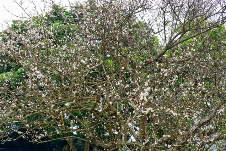 [楠西區] 福來梅仔雞 梅嶺店