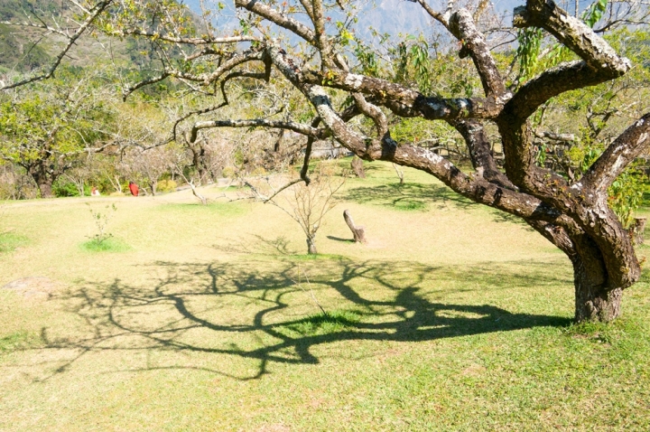 柳家梅園賞梅如夢似幻