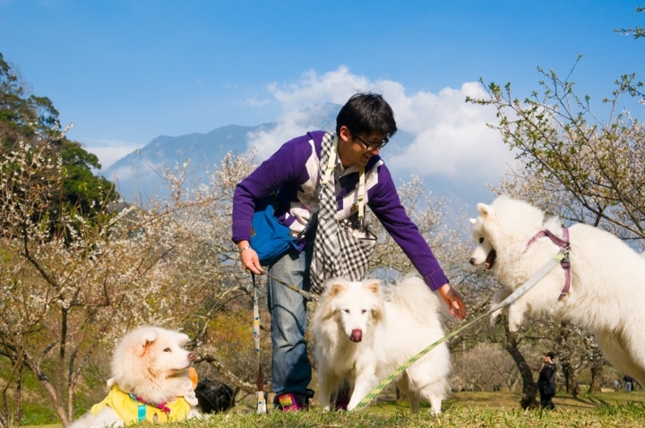 柳家梅園賞梅如夢似幻